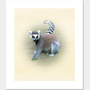 Ring-tailed lemur Posters and Art